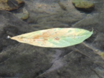 Leaf over clear water